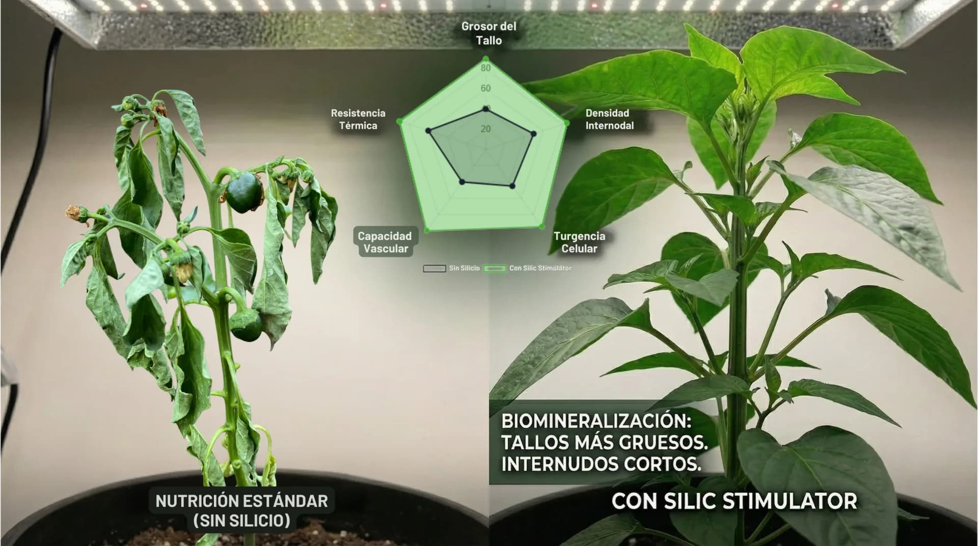 Nutrition en phase de croissance : comment obtenir des plantes fortes et sans carences