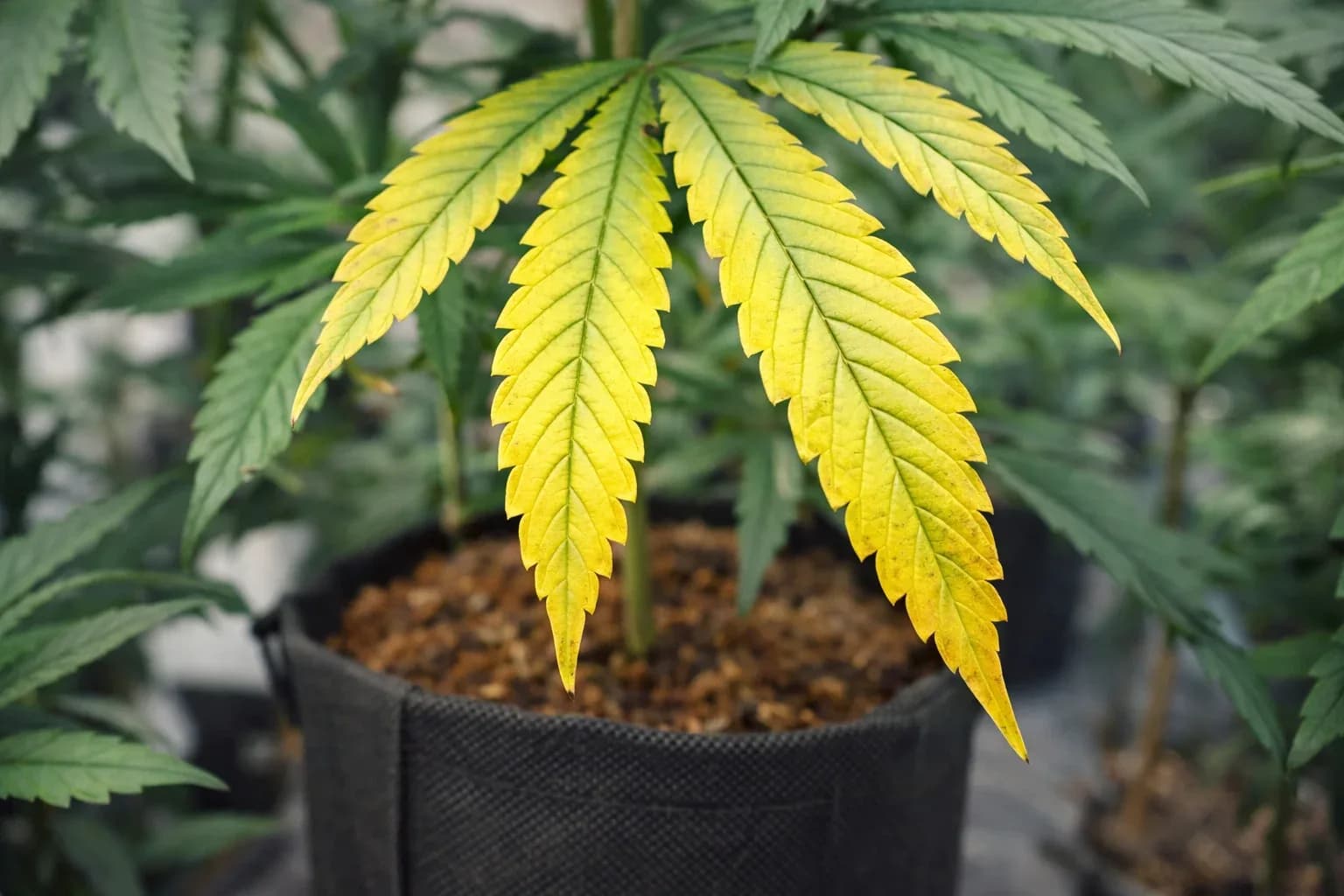 Feuilles de cannabis jaunies causées par une erreur de fertilisation en culture indoor